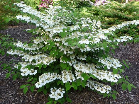 viburnum pictures.